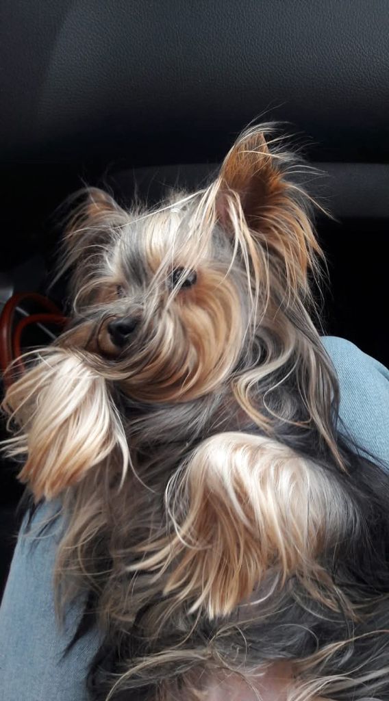 Les Yorkshire Terrier de l'affixe Du logis de beaumanoir