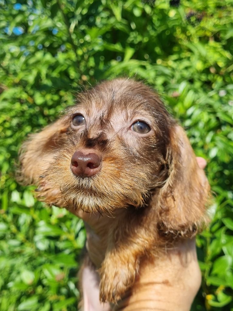 Du logis de beaumanoir - Chiot disponible  - Teckel poil dur