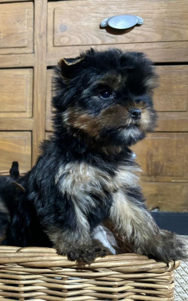 Du logis de beaumanoir - Chiot disponible  - Yorkshire Terrier