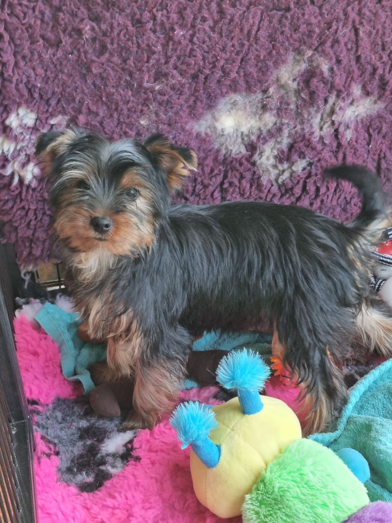 chiot Yorkshire Terrier Du logis de beaumanoir