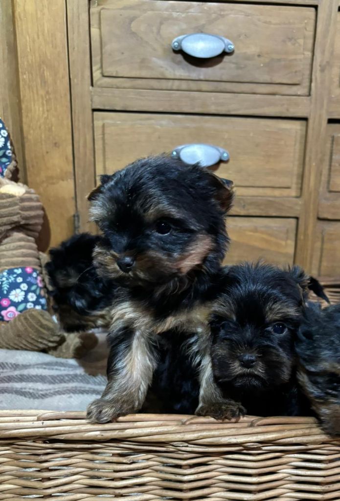 Du logis de beaumanoir - Chiot disponible  - Yorkshire Terrier