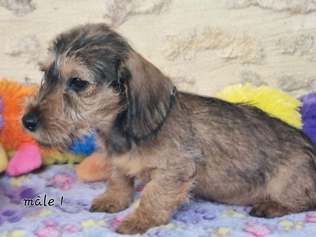 Du logis de beaumanoir - Chiot disponible  - Teckel poil dur