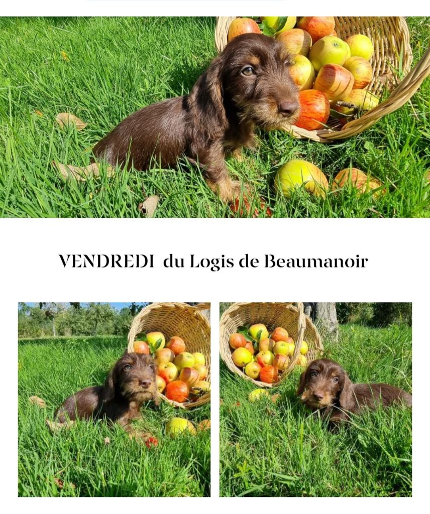 Du logis de beaumanoir - Chiot disponible  - Teckel poil dur