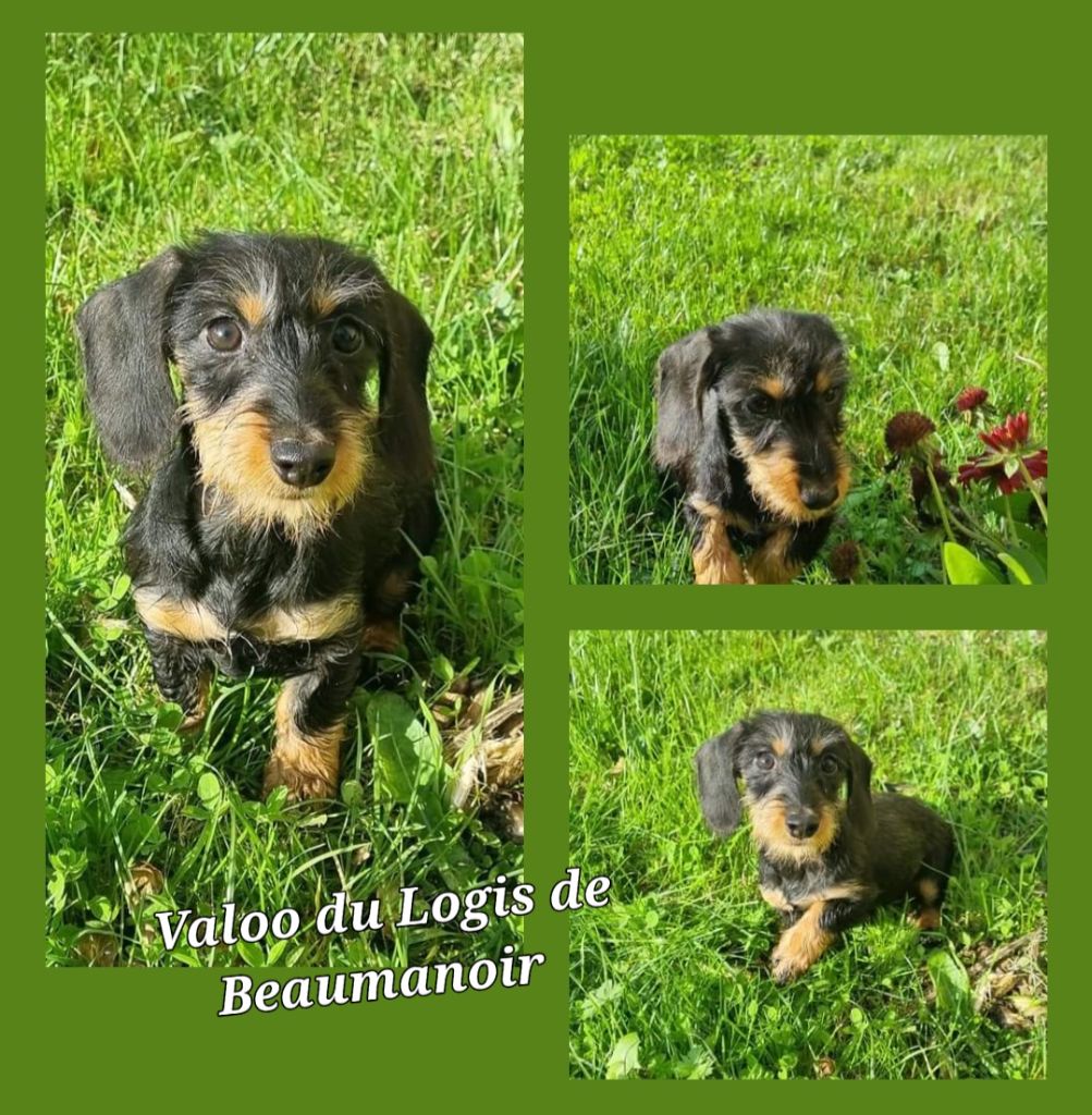 Du logis de beaumanoir - Chiot disponible  - Teckel poil dur