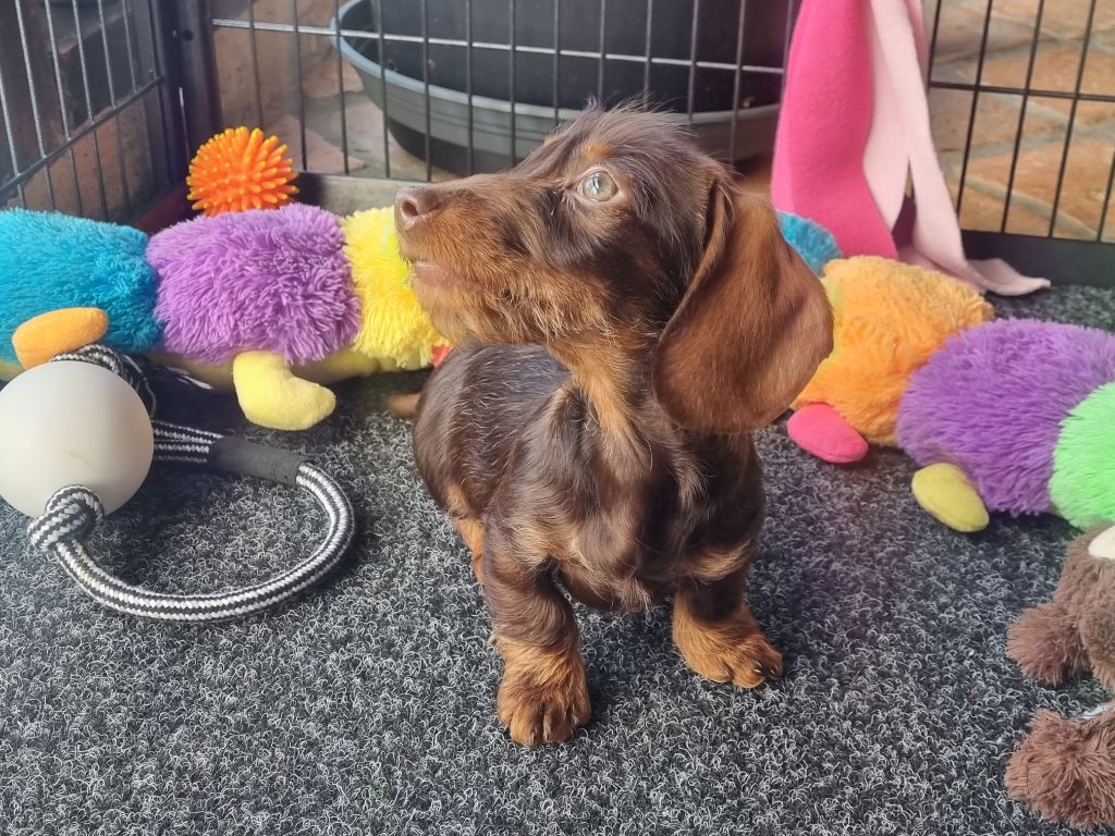 chiot Teckel poil dur Du logis de beaumanoir