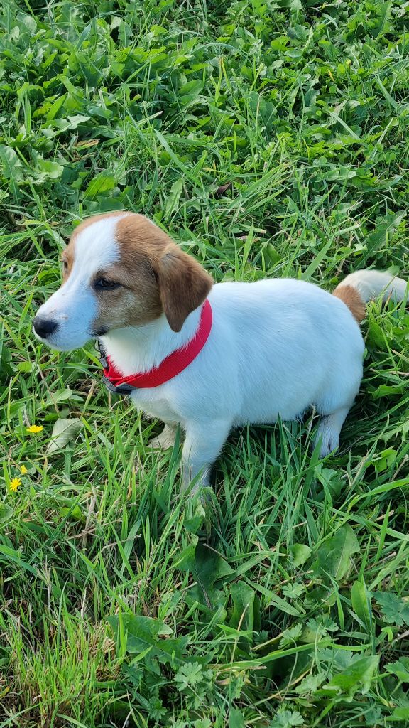 Du logis de beaumanoir - Chiot disponible  - Jack Russell Terrier