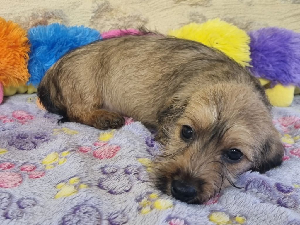 chiot Teckel poil dur Du logis de beaumanoir