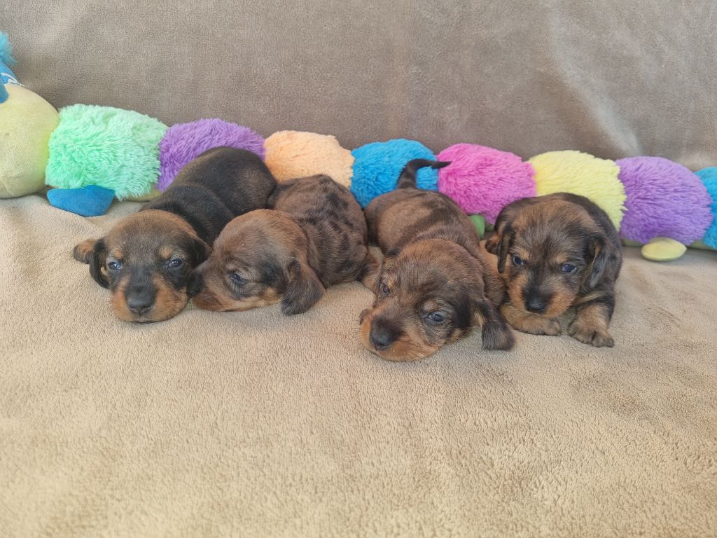 chiot Teckel poil dur Du logis de beaumanoir