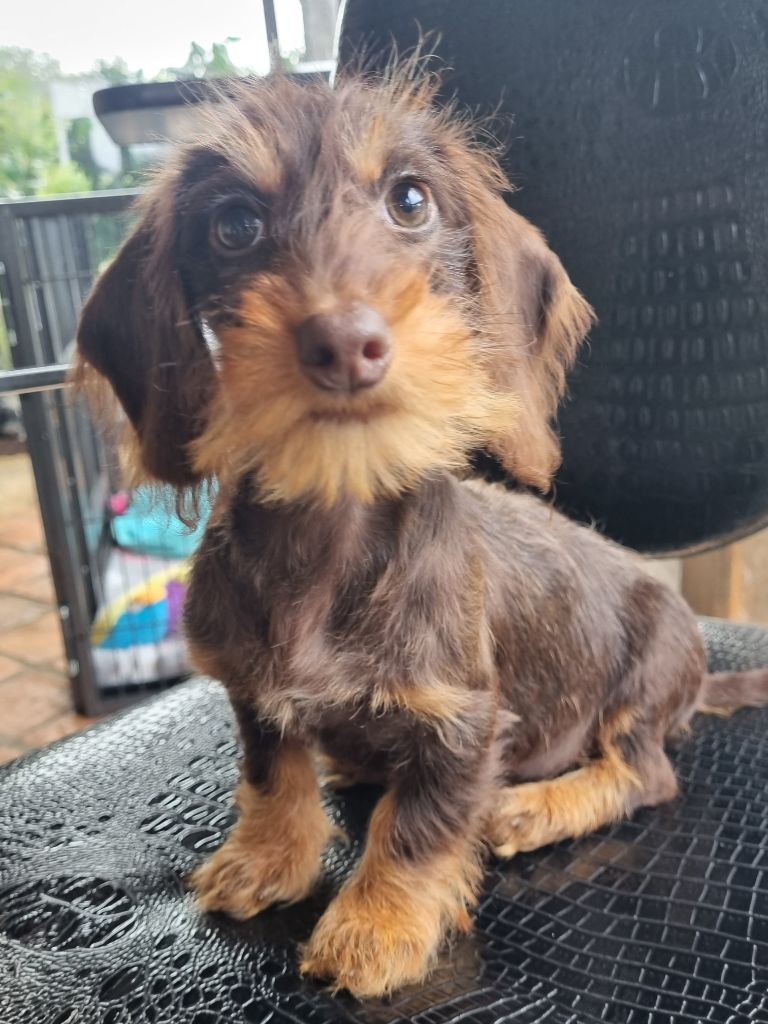 chiot Teckel poil dur Du logis de beaumanoir