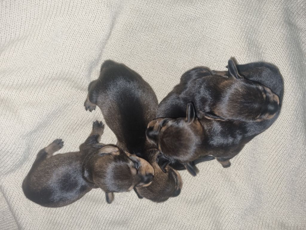 Du logis de beaumanoir - Chiot disponible  - Teckel poil dur