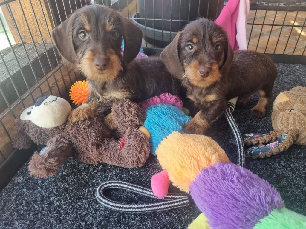 chiot Teckel poil dur Du logis de beaumanoir