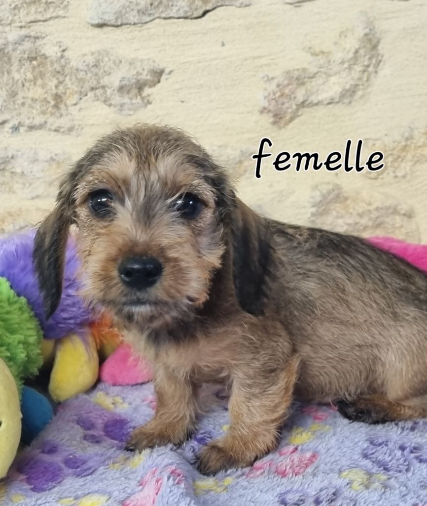 Du logis de beaumanoir - Chiot disponible  - Teckel poil dur