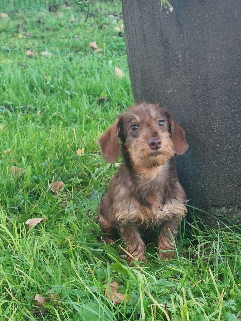 Du logis de beaumanoir - Chiot disponible  - Teckel poil dur