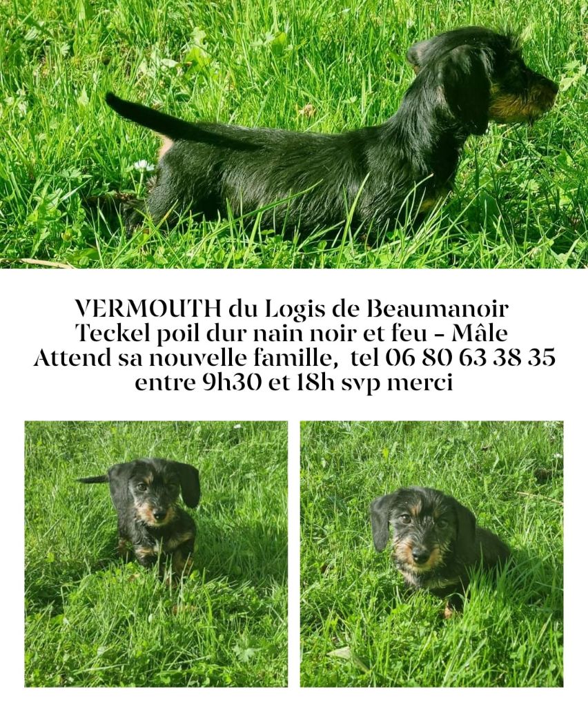 Du logis de beaumanoir - Chiot disponible  - Teckel poil dur