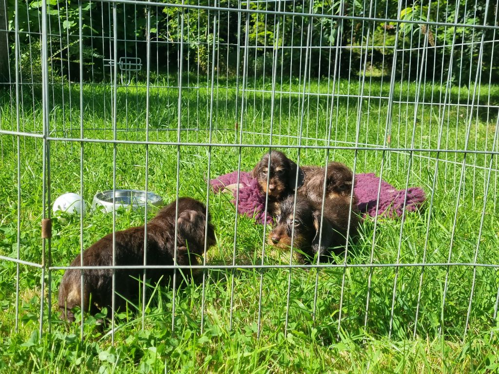 chiot Teckel poil dur Du logis de beaumanoir