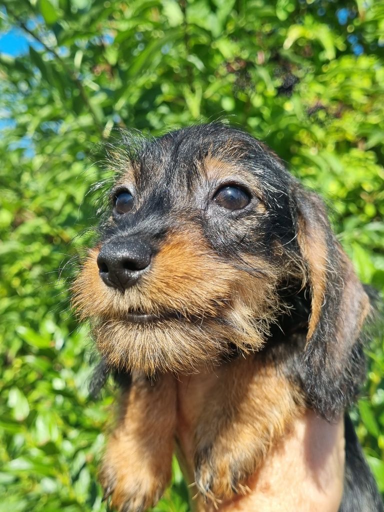 Du logis de beaumanoir - Chiot disponible  - Teckel poil dur