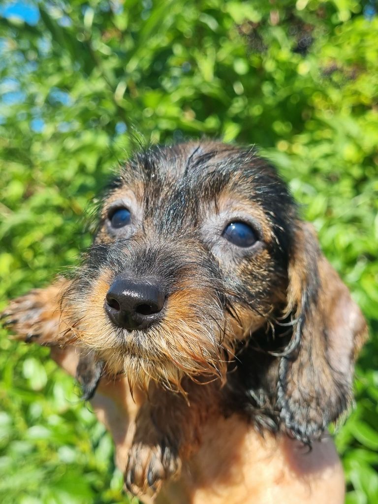 Du logis de beaumanoir - Chiot disponible  - Teckel poil dur