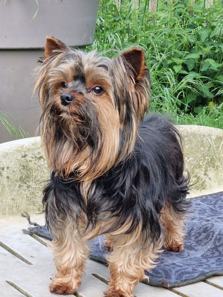 Du logis de beaumanoir - Chiot disponible  - Yorkshire Terrier