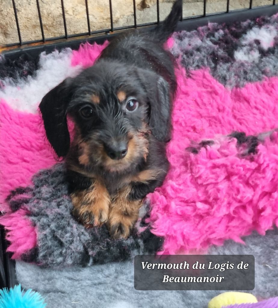 Du logis de beaumanoir - Chiot disponible  - Teckel poil dur