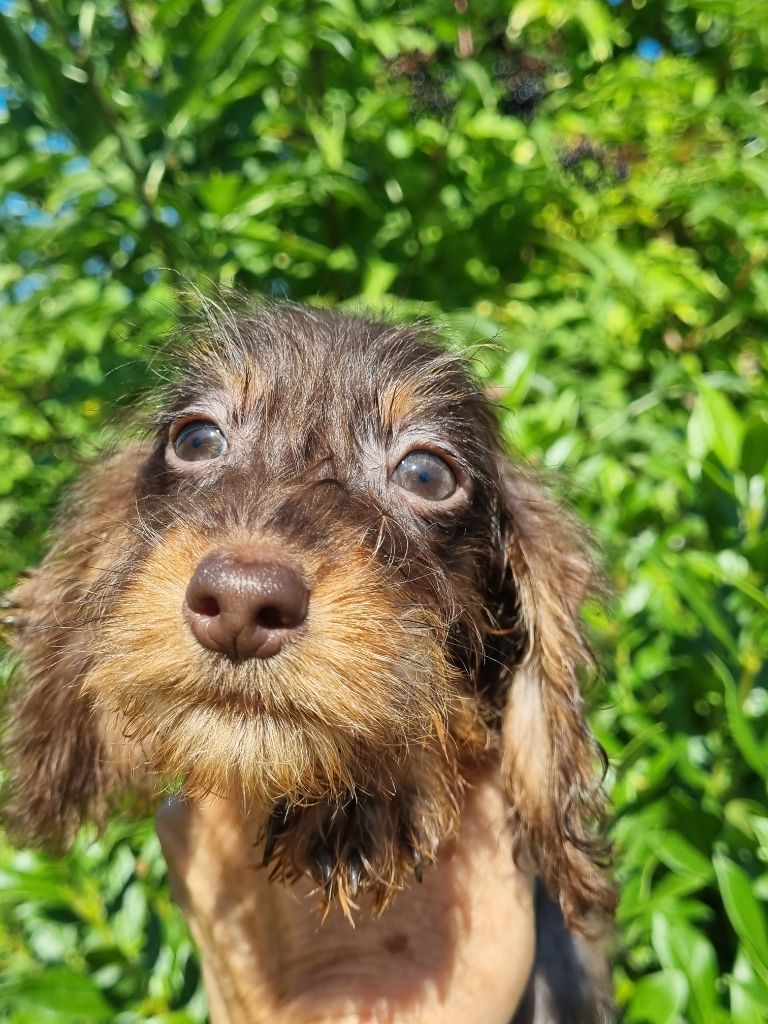 Du logis de beaumanoir - Chiot disponible  - Teckel poil dur