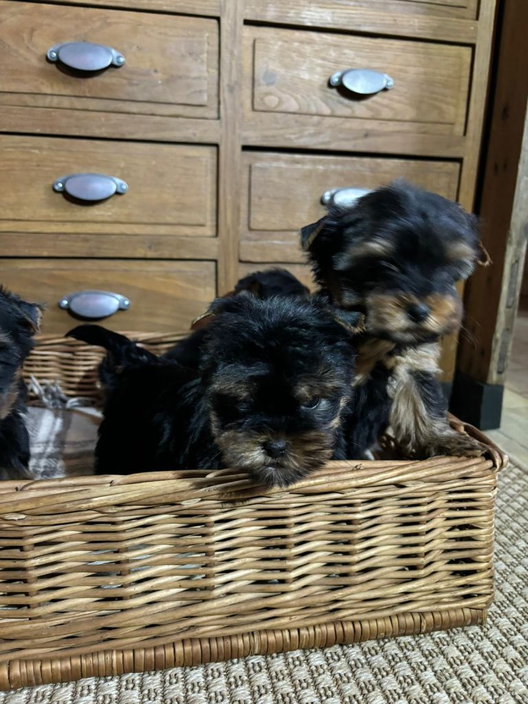 Du logis de beaumanoir - Chiot disponible  - Yorkshire Terrier