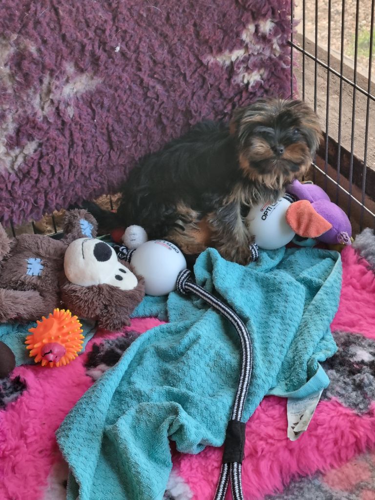 Du logis de beaumanoir - Chiot disponible  - Yorkshire Terrier