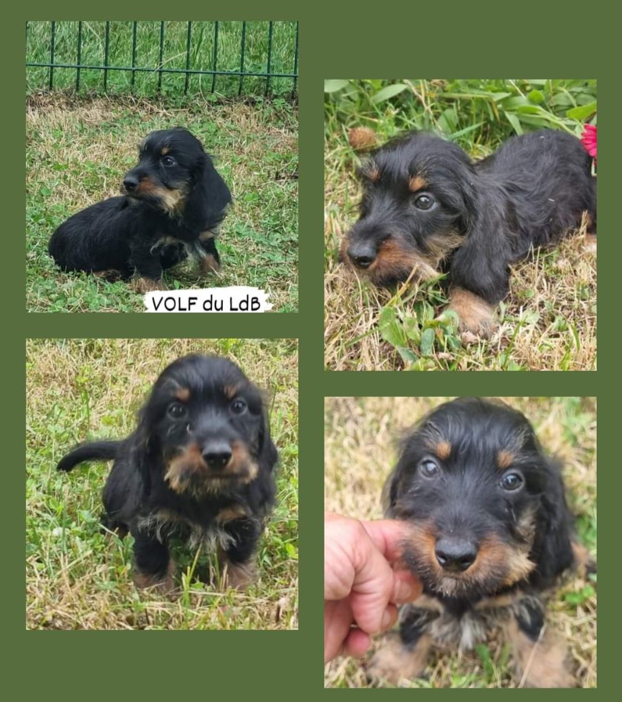 Du logis de beaumanoir - Chiot disponible  - Teckel poil dur