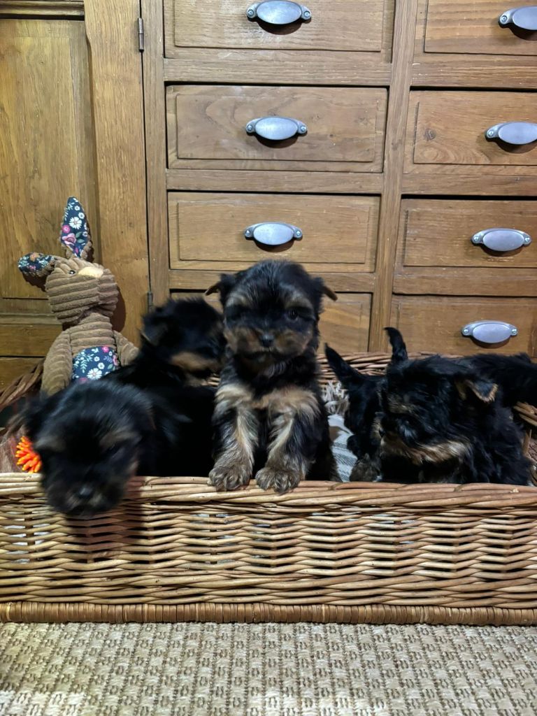 Du logis de beaumanoir - Chiot disponible  - Yorkshire Terrier