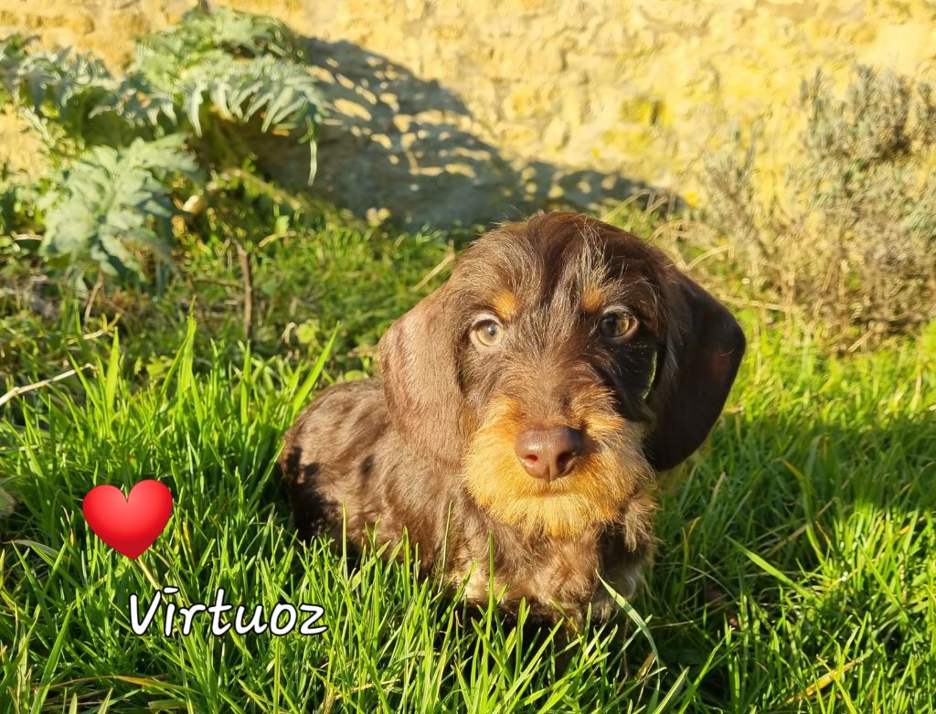 chiot Teckel poil dur Du logis de beaumanoir