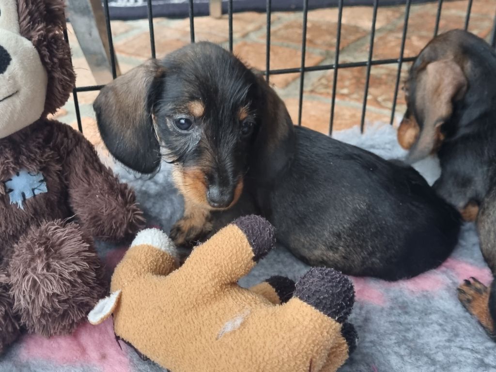 Du logis de beaumanoir - Chiot disponible  - Teckel poil dur