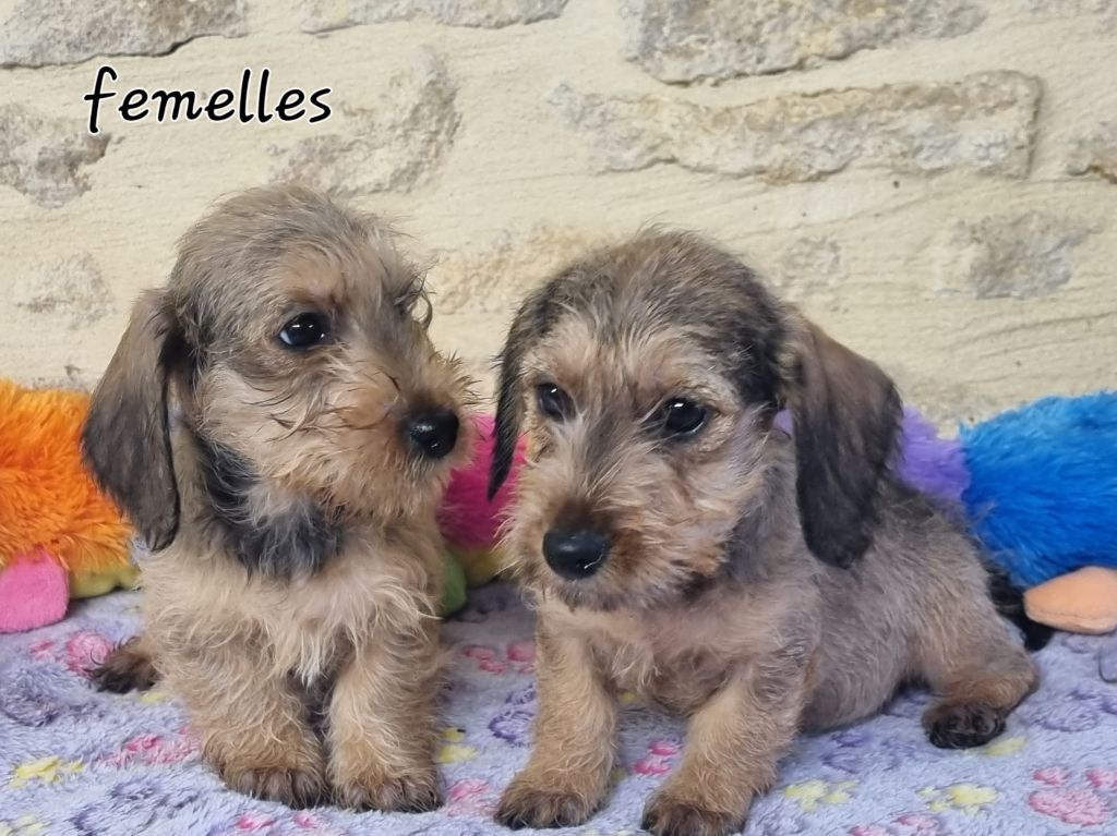 Du logis de beaumanoir - Chiot disponible  - Teckel poil dur