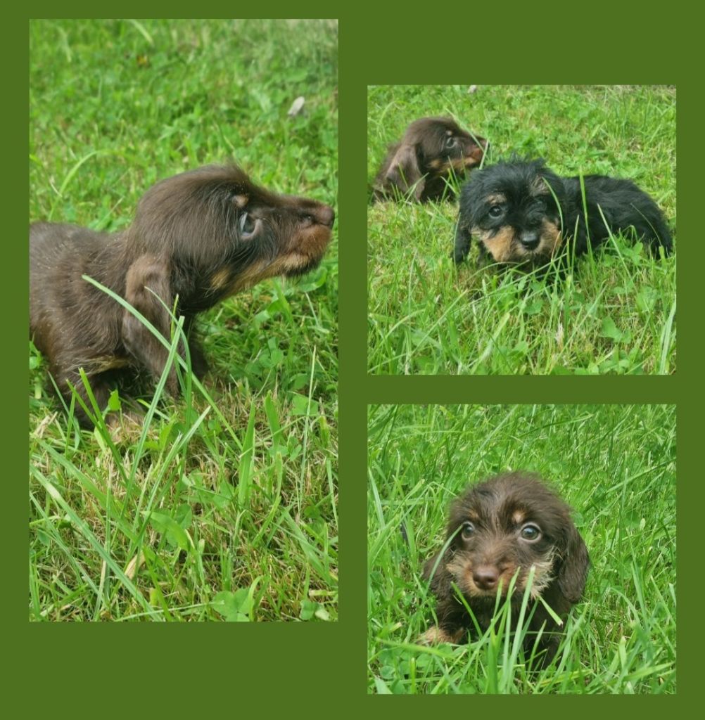 chiot Teckel poil dur Du logis de beaumanoir