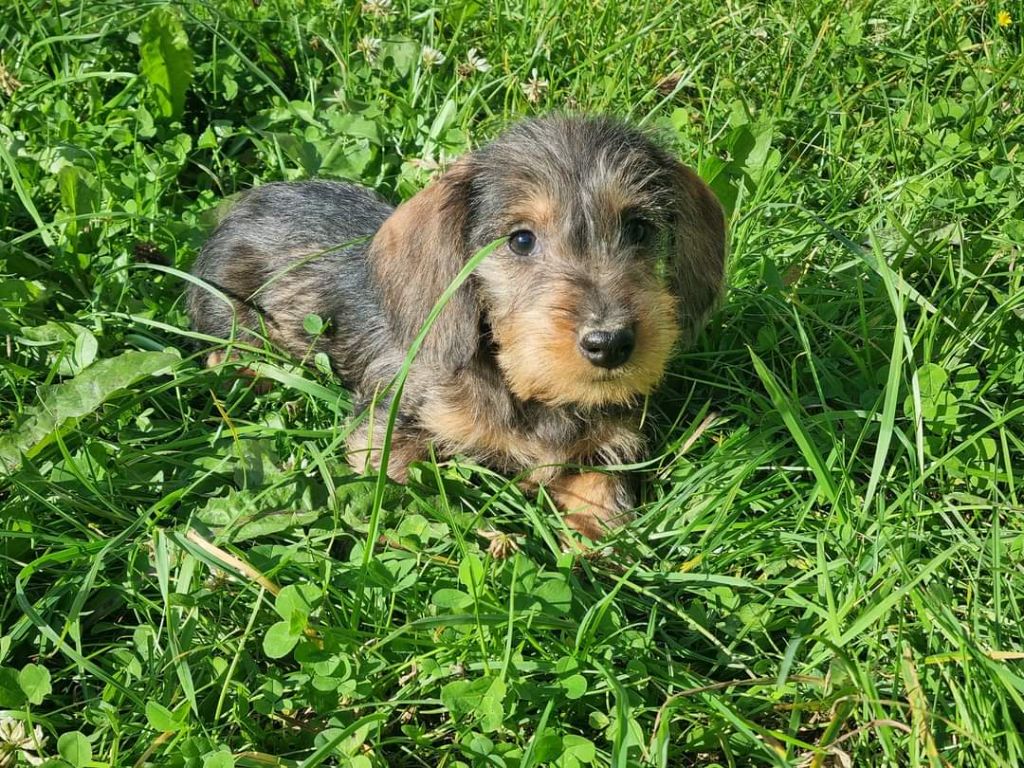 Du logis de beaumanoir - Chiot disponible  - Teckel poil dur