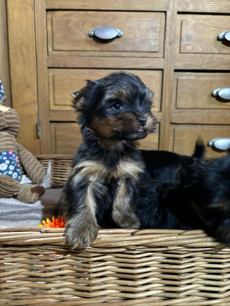 Du logis de beaumanoir - Chiot disponible  - Yorkshire Terrier