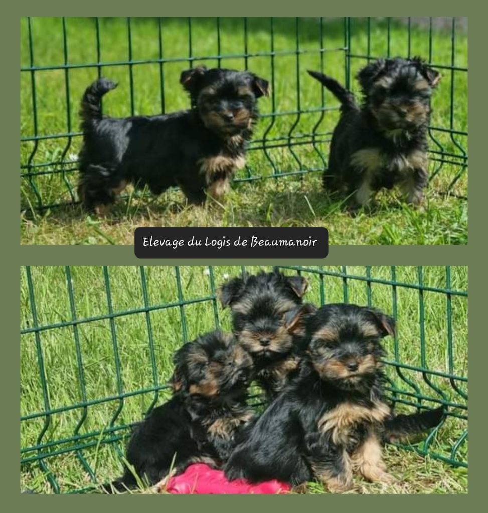 chiot Yorkshire Terrier Du logis de beaumanoir