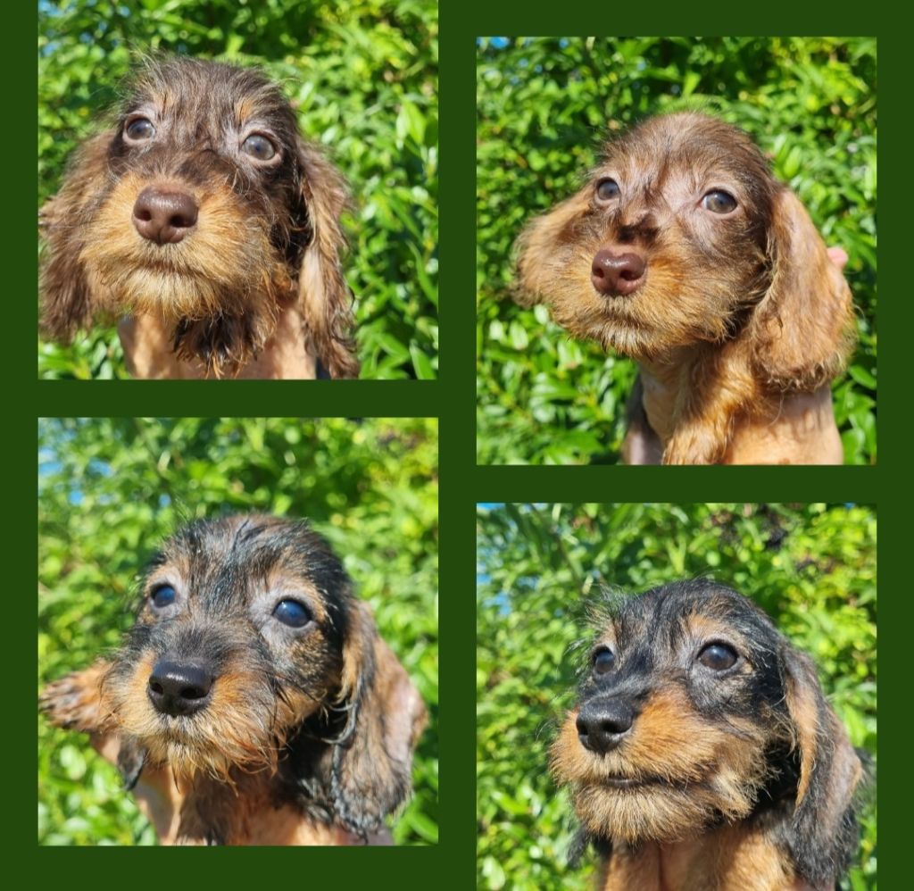 chiot Teckel poil dur Du logis de beaumanoir