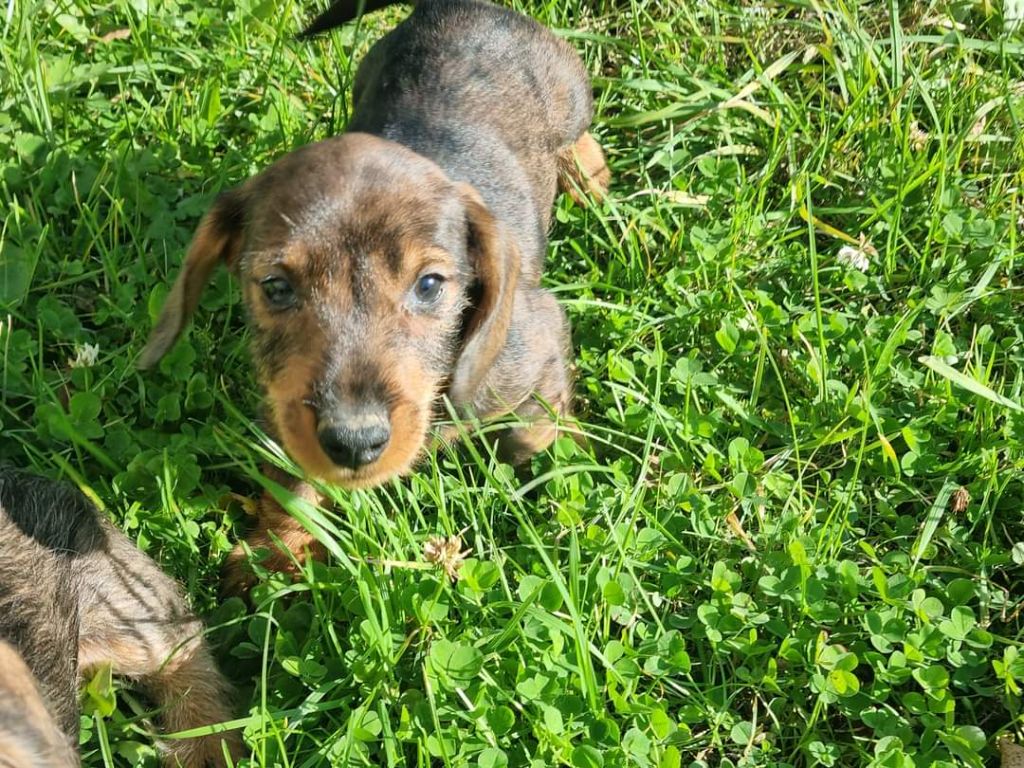 Du logis de beaumanoir - Chiot disponible  - Teckel poil dur