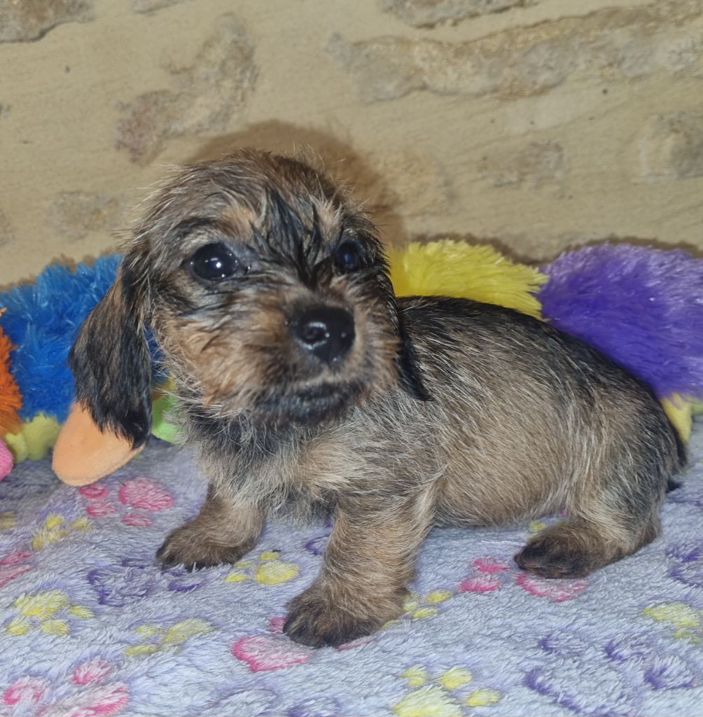 Du logis de beaumanoir - Chiot disponible  - Teckel poil dur