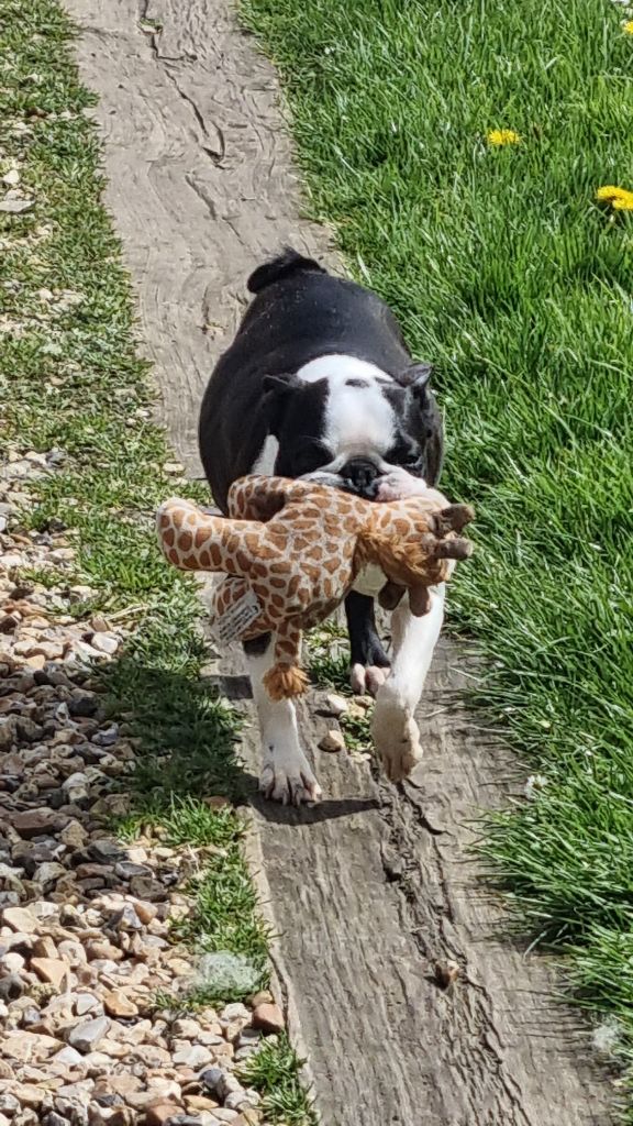 Sacrée demoiselle Du logis de beaumanoir