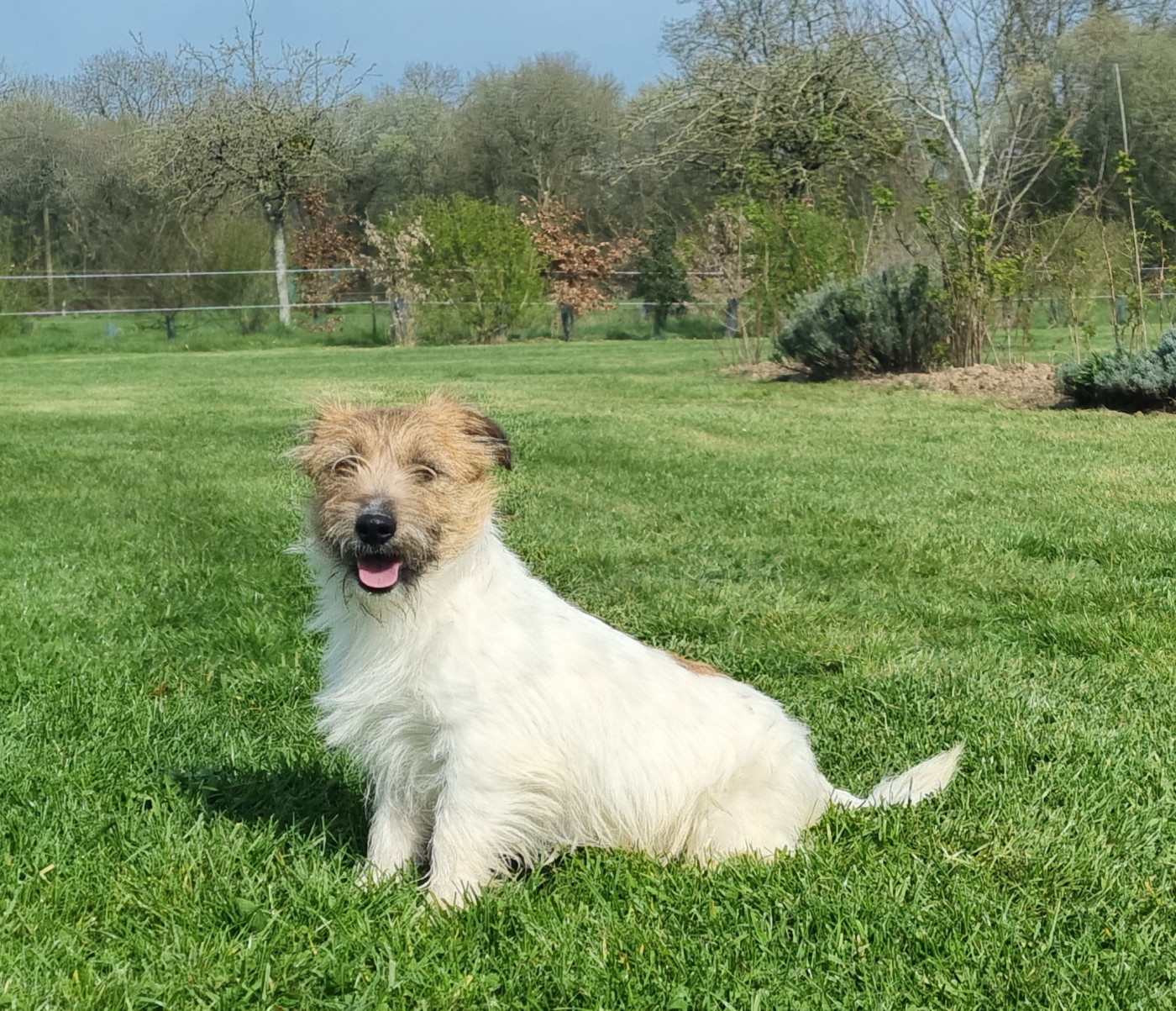 Propose à la vente , 3 mâles adultes