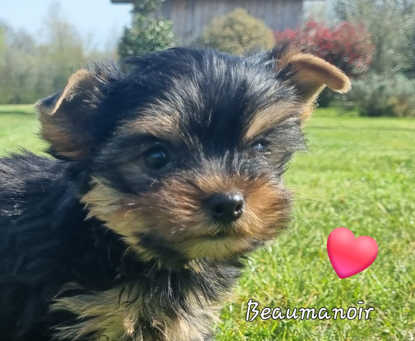 Adorable chiot disponible après le 15 avril