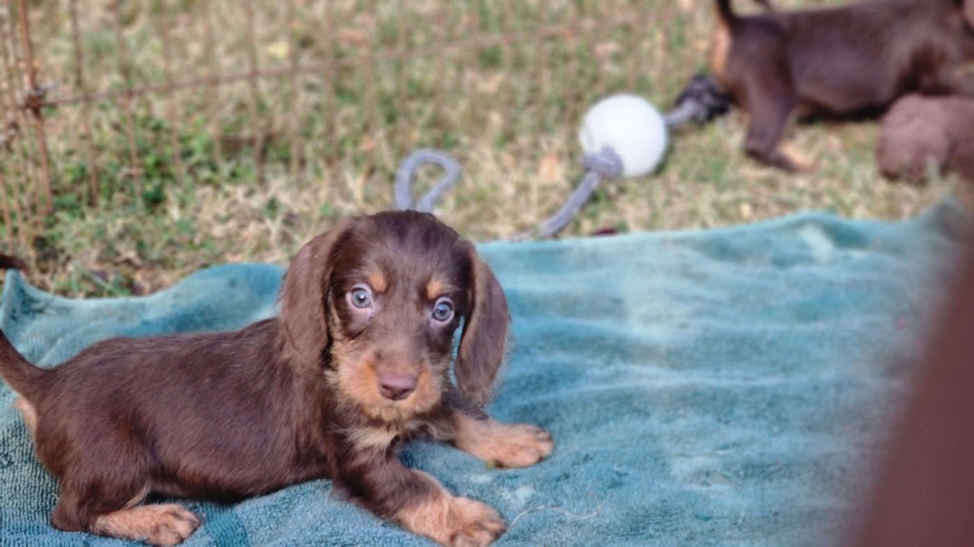 Du logis de beaumanoir - CHIOTS Teckel poil dur