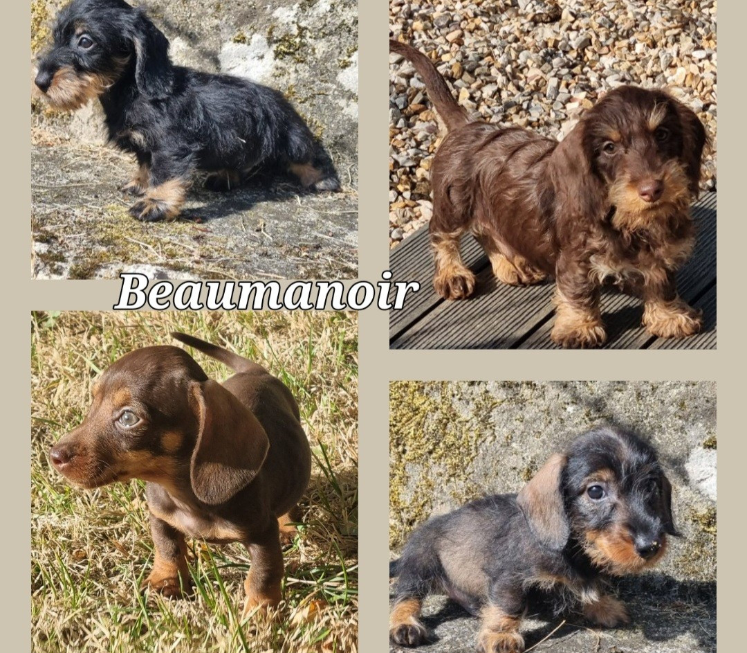 CHIOTS Teckel poil dur