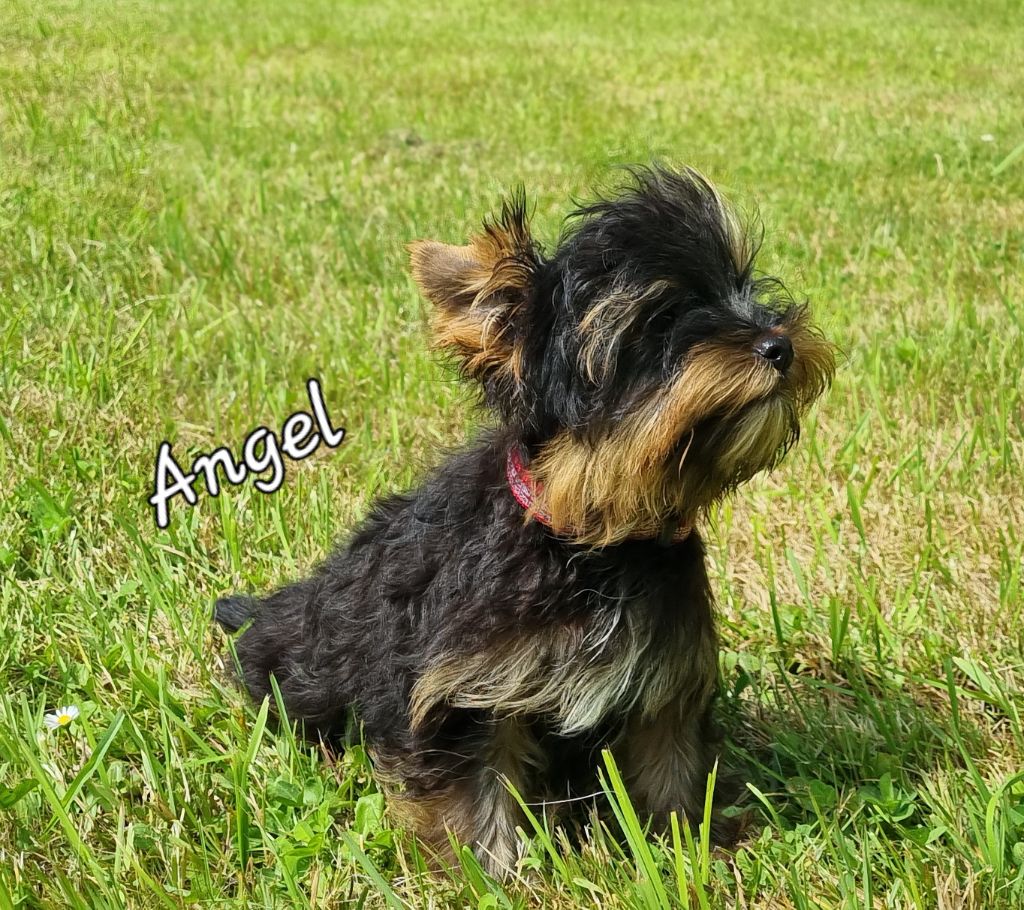 Du logis de beaumanoir - Chiots disponibles - Yorkshire Terrier