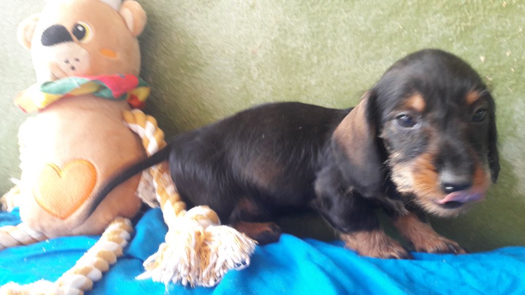 CHIOT nain sanglier