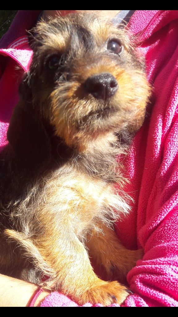 Chiot Teckel poil dur Du logis de beaumanoir