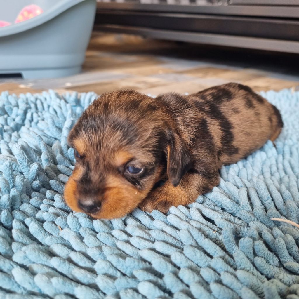 Du logis de beaumanoir - Chiots disponibles - Teckel poil dur