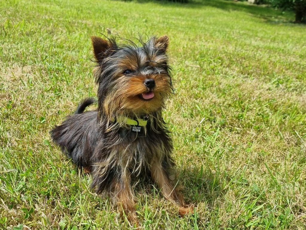Du logis de beaumanoir - Yorkshire Terrier - Portée née le 08/02/2025