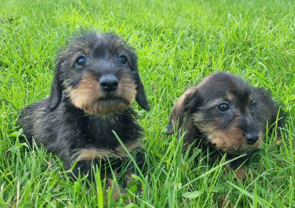 Chiot Teckel poil dur Du logis de beaumanoir