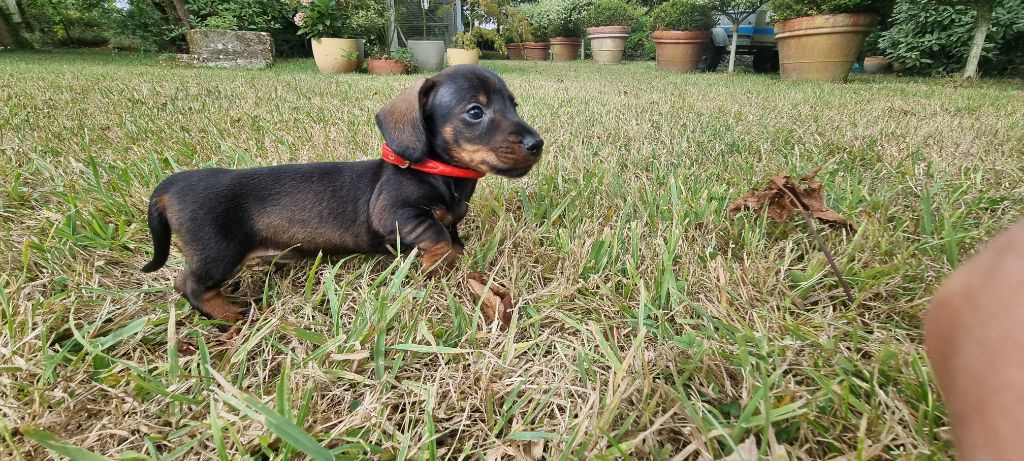 Chiot Teckel poil dur Du logis de beaumanoir